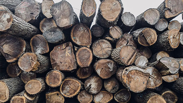 Hardwood for Making Wood Charcoal